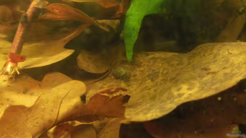 Einrichtungsbeispiele für Aquarien mit Blasenschnecken (Physidae)