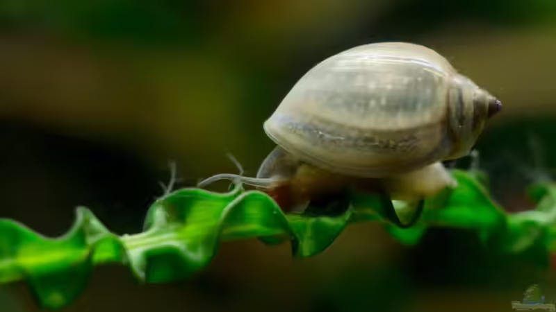 Physa fontinalis im Aquarium halten (Einrichtungsbeispiele für Quellblasenschnecken)