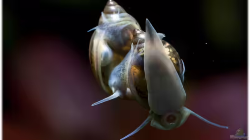 Einrichtungsbeispiele für Aquarien mit Blasenschnecken (Physidae)