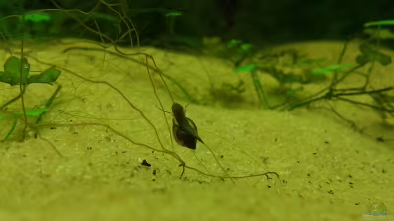 Einrichtungsbeispiele für Aquarien mit Blasenschnecken (Physidae)