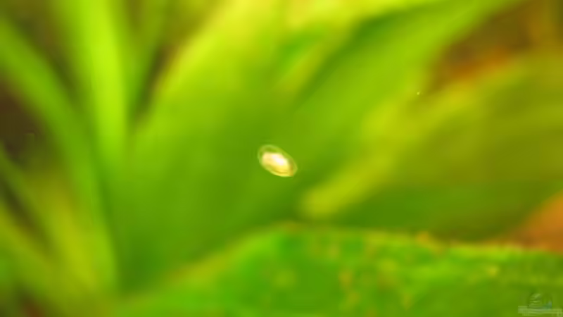 Blasenschnecken Junges von Locke1992 (27)