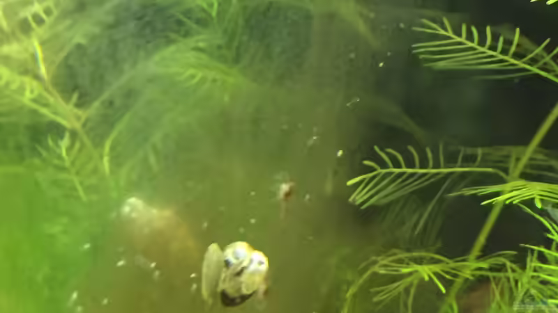 Blasenschnecken und Kleinstlebewesen von Danny (31)