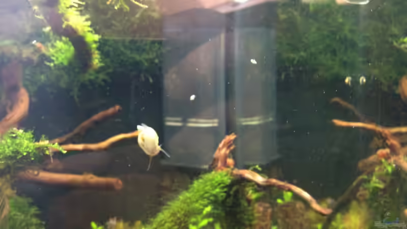 Blasenschnecken von Walde (87)