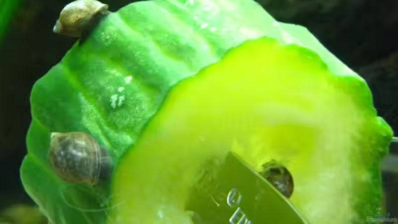 Einrichtungsbeispiele für Aquarien mit Blasenschnecken (Physidae)