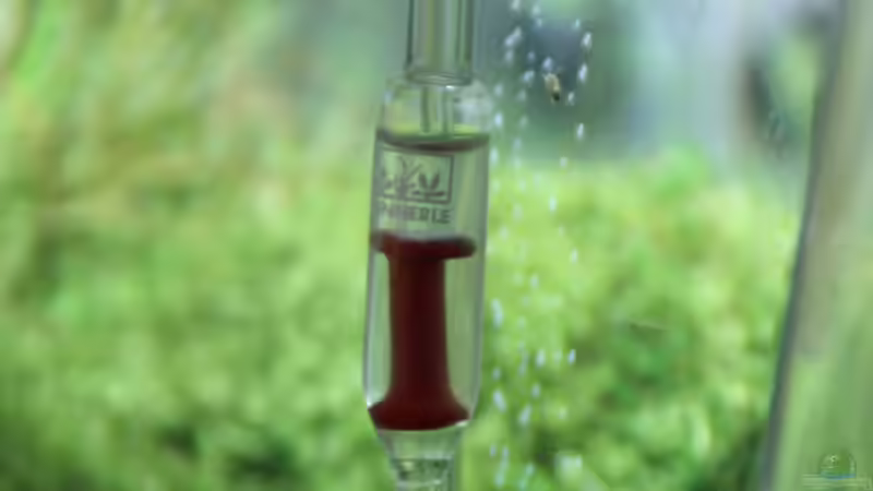 Blasenzähler von Arami Gurami (19)