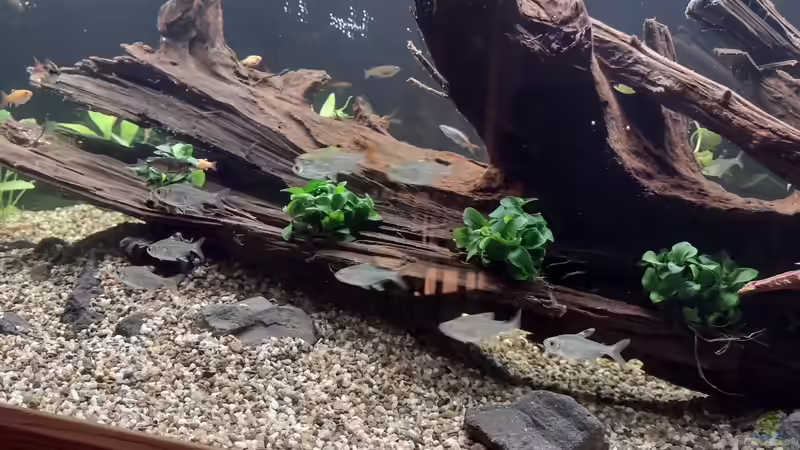 Blasse gelbe Phantomsalmler von C-NA (33)