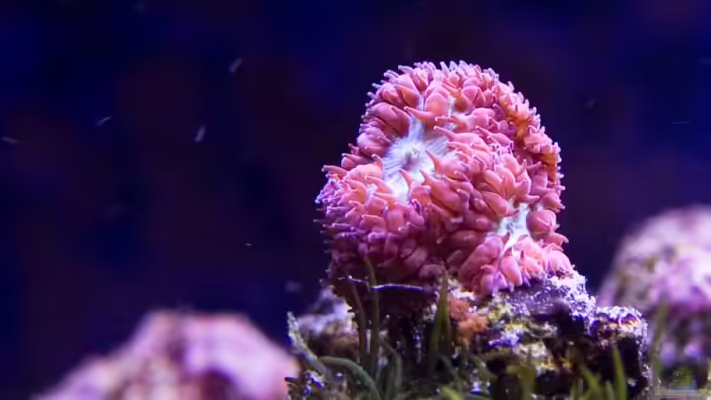 Blastomussa von Azalee (15)