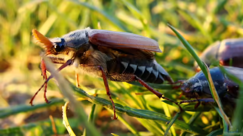 Blatthornkäfer im Garten: Erkennen, Verstehen und nachhaltig handeln