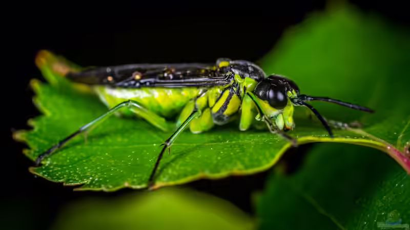 Blatthornkäfer im Garten: Erkennen, Verstehen und nachhaltig handeln