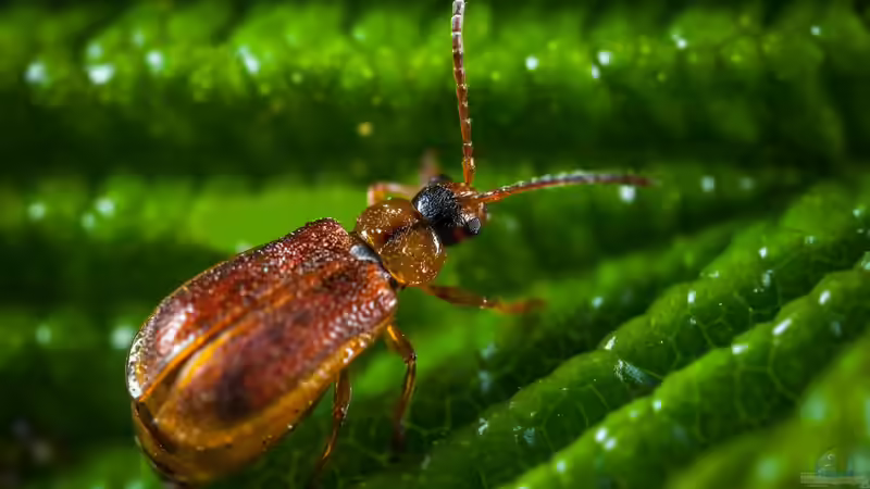 Blatthornkäfer im Garten: Erkennen, Verstehen und nachhaltig handeln