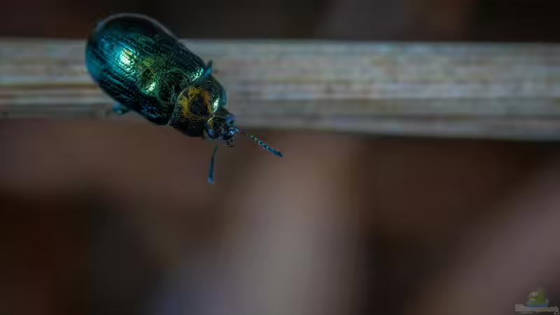 Blatthornkäfer im Garten: Erkennen, Verstehen und nachhaltig handeln