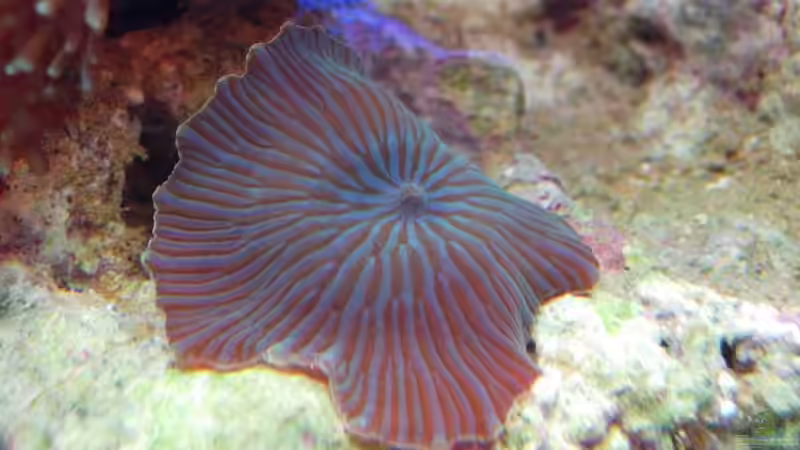 Blau gestreifte Scheibenanemone Discosoma sp. 13 von Stefan Kamp (10)