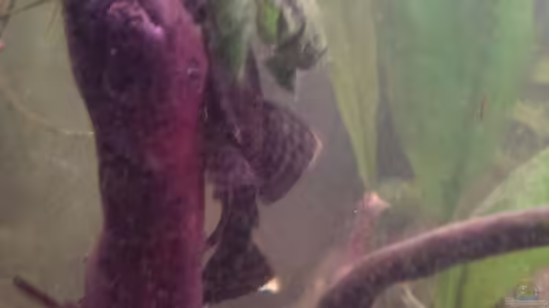 Blau oder Braun? von Tobi L. (35)