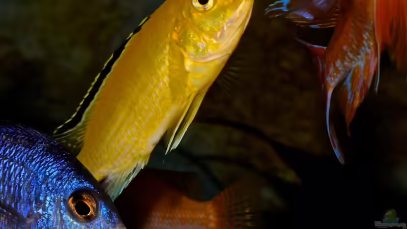 Blau trifft Gelb und Rot von Cruiser Bruno (106)