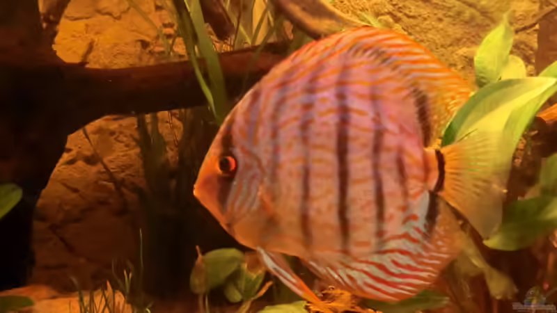 Blau Türkis von Steven Tumma (56)