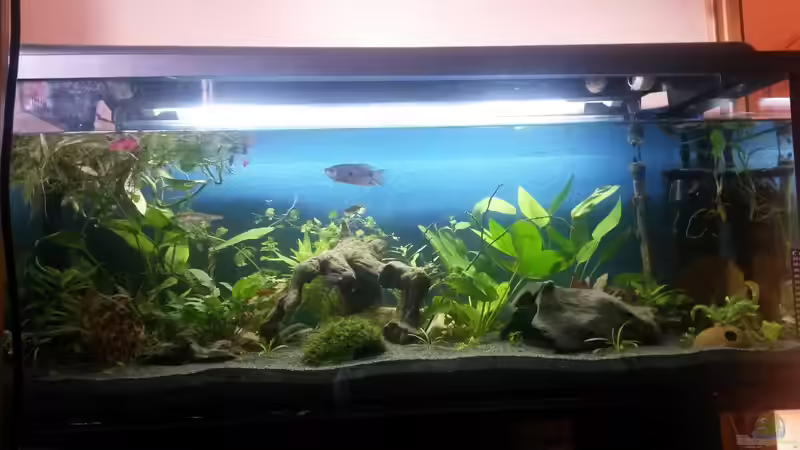 Blau war mir zu intensiv mit den wuseligen zebrabärblingen von Ceylon (24)