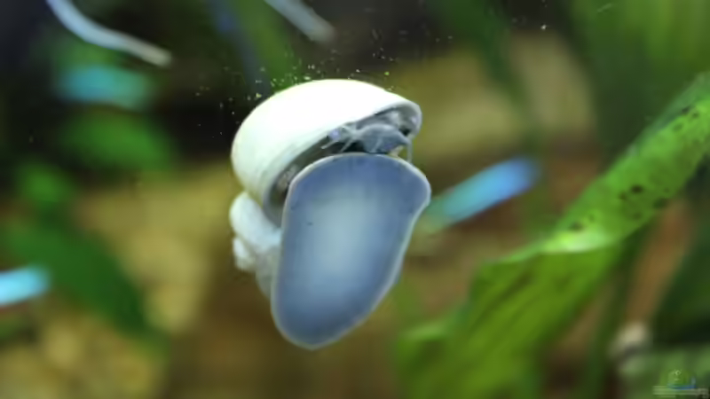 Blaue Apfelschnecke von Ottche (162)