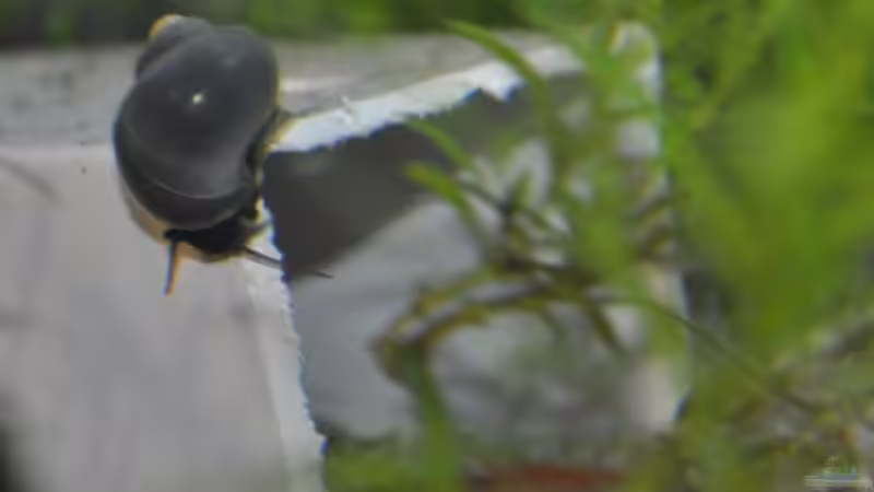 Blaue Apfelschnecke von SteB-Studio (10)