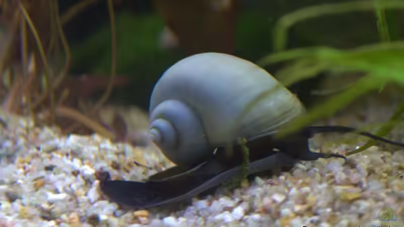 Blaue Apfelschnecke von SteB-Studio (11)