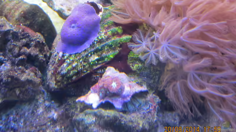 Blaue Demoiselle von lippfisch (15)