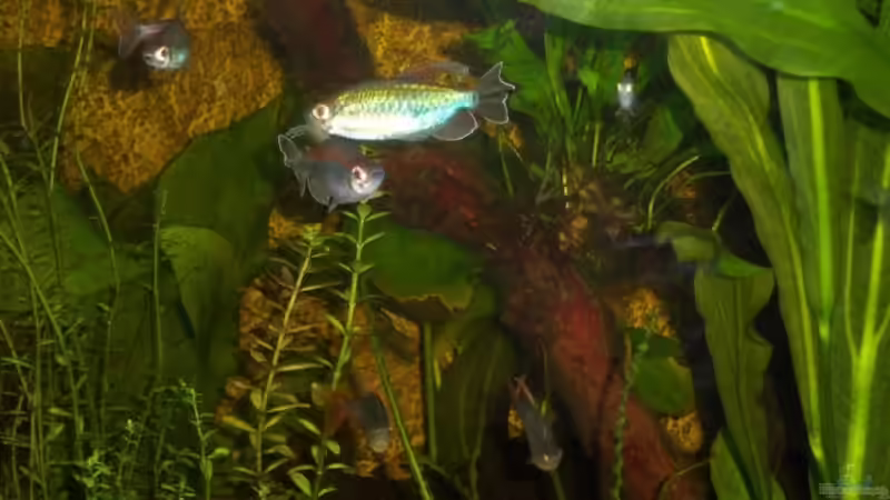 Blaue Kongosalmer mit Kolumbianern von Slap-Fighter-FCN (9)