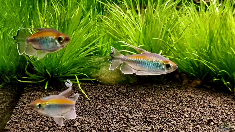 Blaue Kongosalmer von Comander (22)