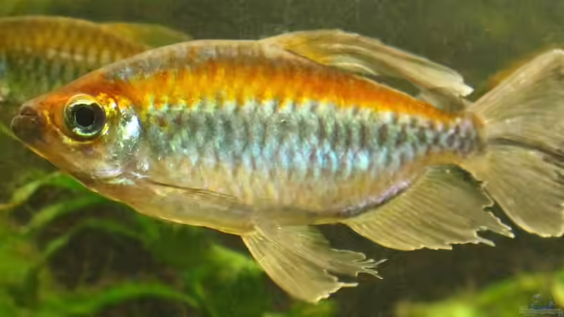 Blaue Kongosalmler. Wissen die eingentlich, wie schön sie sind? von LaFrieda (27)