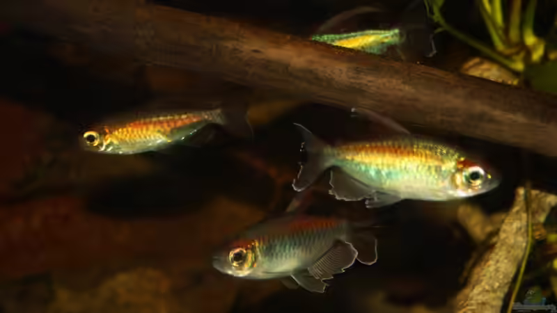 Blaue Kongosalmler die Schönheiten Afrikas von Florian Bandhauer (70)