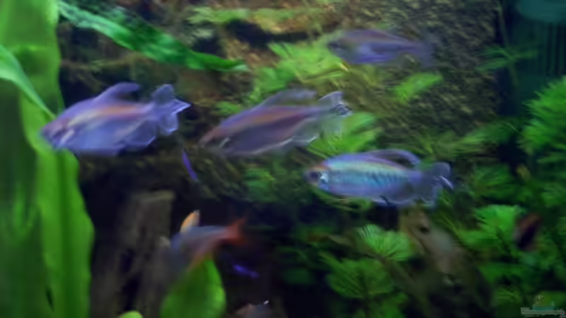 Blaue Kongosalmler-Männchen von Slap-Fighter-FCN (12)