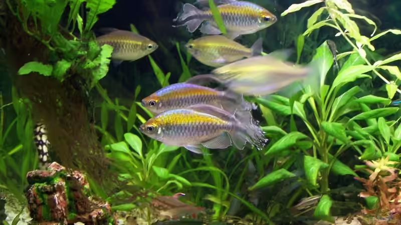 Blaue Kongosalmler von Dani7 (12)