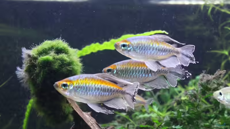 Blaue Kongosalmler von LaFrieda (21)