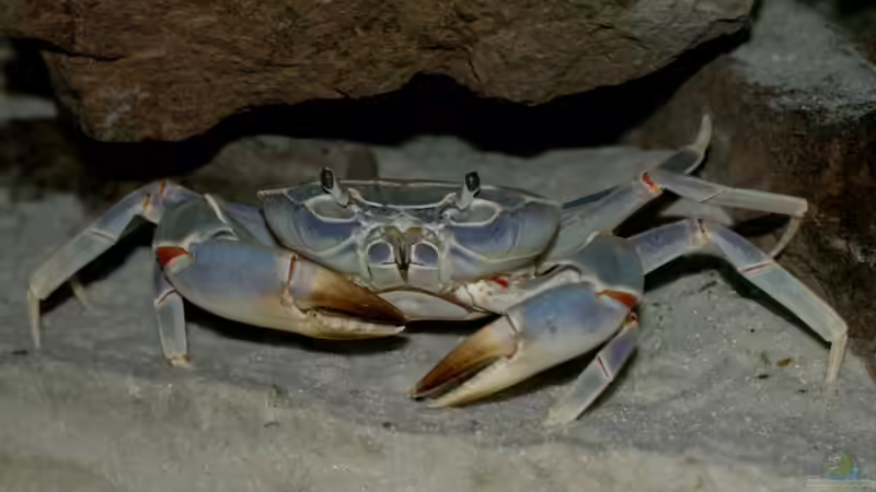 Blaue Malawi-Krabbe von Marcus Panhuis (12)