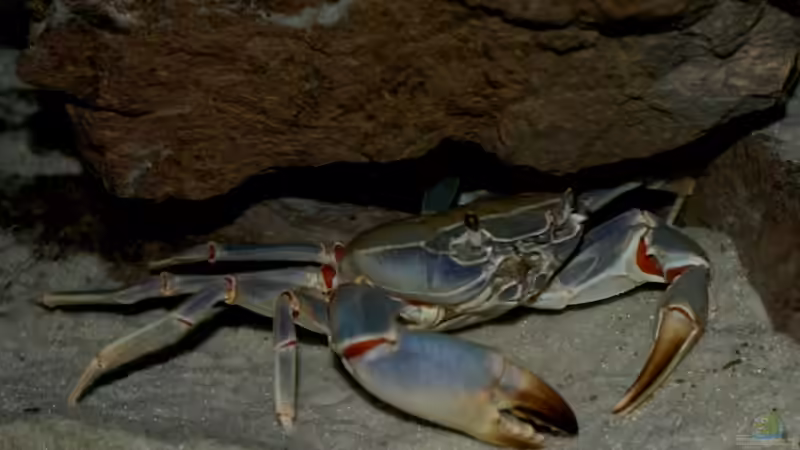 Blaue Malawi-Krabbe von Marcus Panhuis (13)