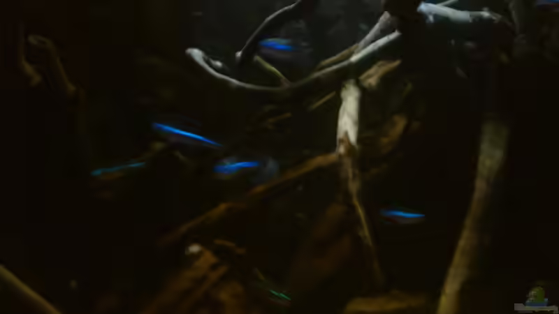 Blaue Neon von Zugbremser72 (10)