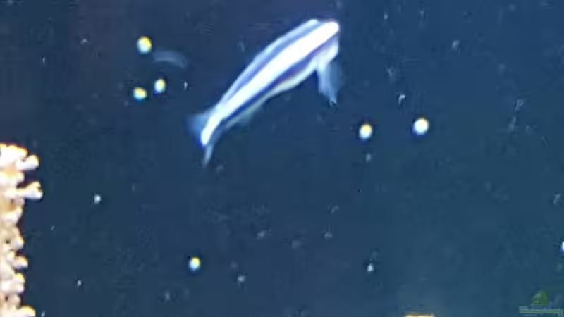 Blaue Neongrundel  von joau (13)