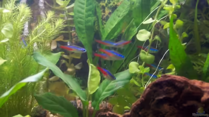 Blaue Neons von BerlinKowgirl (8)