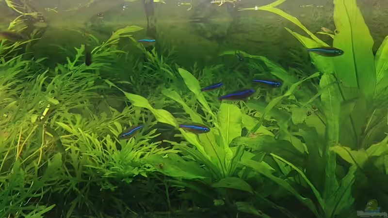 blaue Neons von Momo-kocht (8)