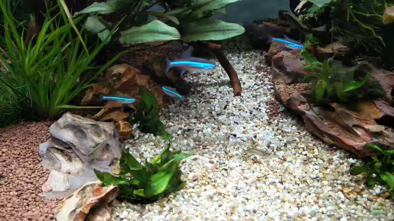 Blaue Neonsalmler von Solvin (38)