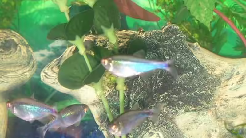 Blaue Perusalmler von Sabrina Schenk (7)