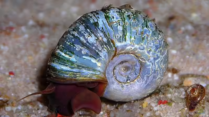 blaue PHS die schon mit Gehäuseschäden zu mir kam von Sini (5)