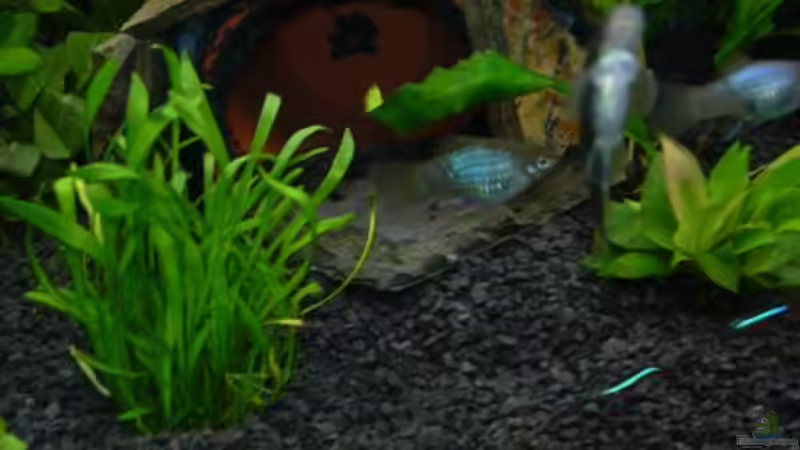 Blaue Platy und Saugschmerle von Sado-Uwe (30)