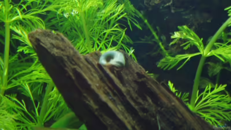 blaue Posthornschnecke, Zufalls-NZ aus roten Posthornschnecken von Aquaristricks (10)