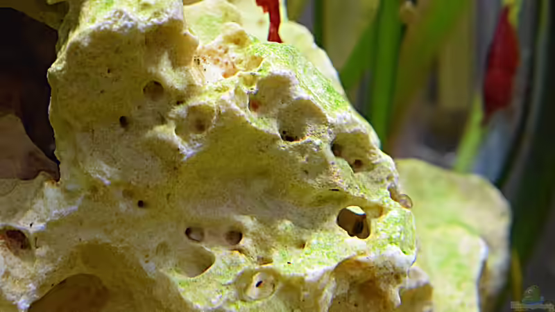 blaue Posthornschnecke & Neocaridina von Sarah_Schneider (28)