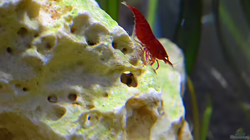 blaue Posthornschnecke & Neocaridina von Sarah_Schneider (31)