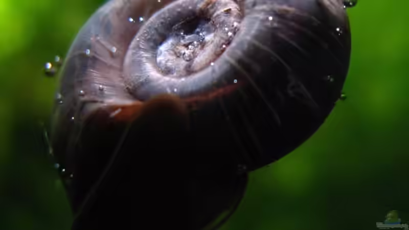 blaue Posthornschnecke von Andreas Zitt (10)