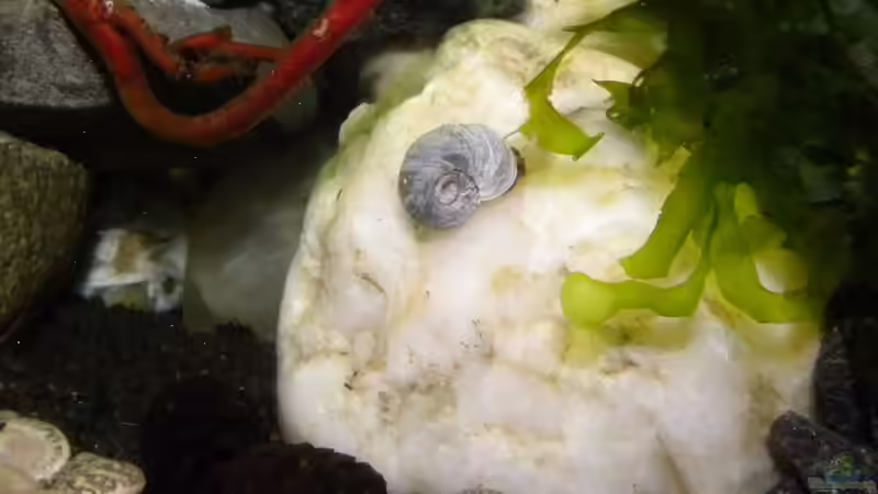 Blaue Posthornschnecke von did244 (29)