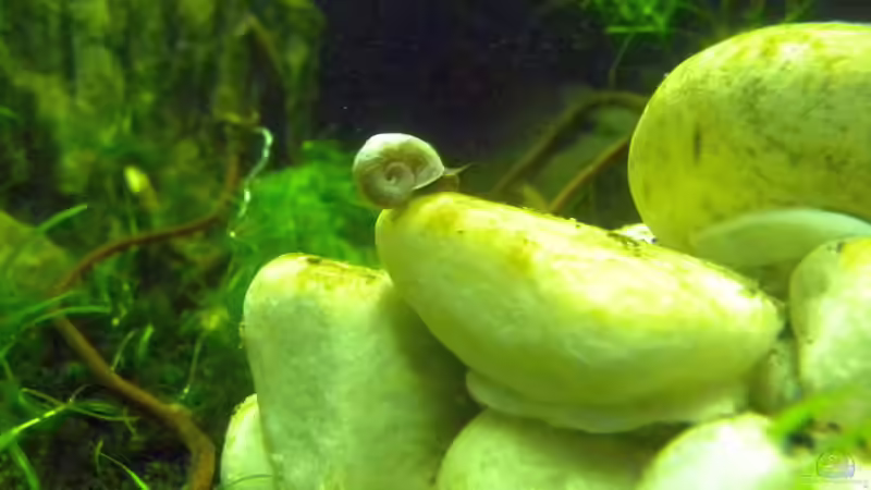 Blaue Posthornschnecke von did244 (33)