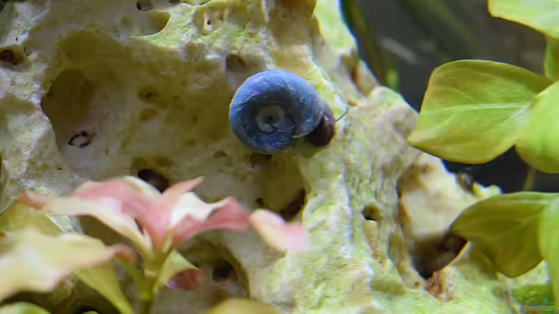 blaue Posthornschnecke von Sarah_Schneider (26)