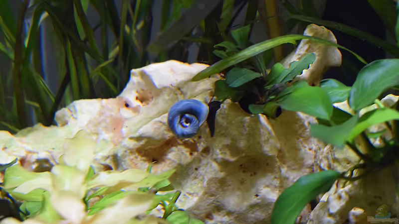 blaue Posthornschnecke von Sarah_Schneider (29)