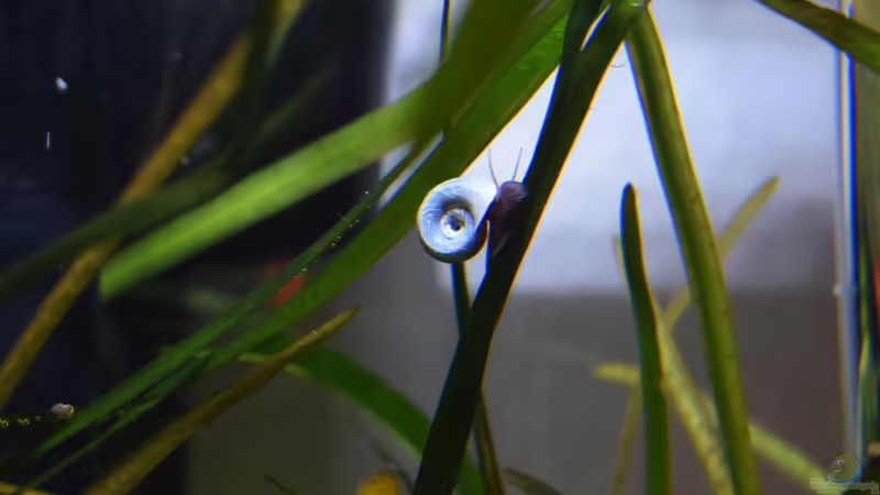 blaue Posthornschnecke von Sarah_Schneider (30)